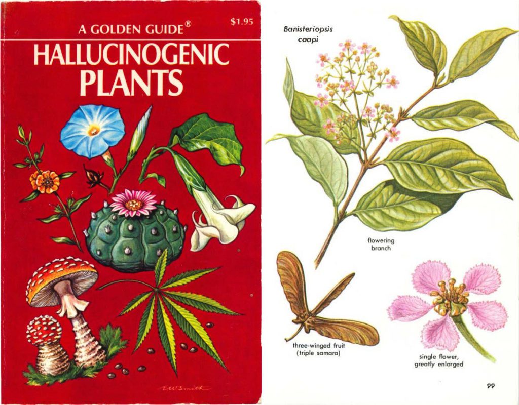 Book cover to Hallucenagenic Plants